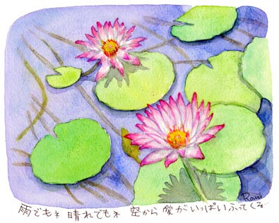 今月のつぶやき画「スイレン」【雨でもネ晴れでもネ空から愛がいっぱいふってくる…】