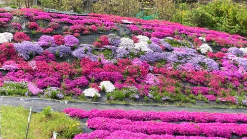 芝桜